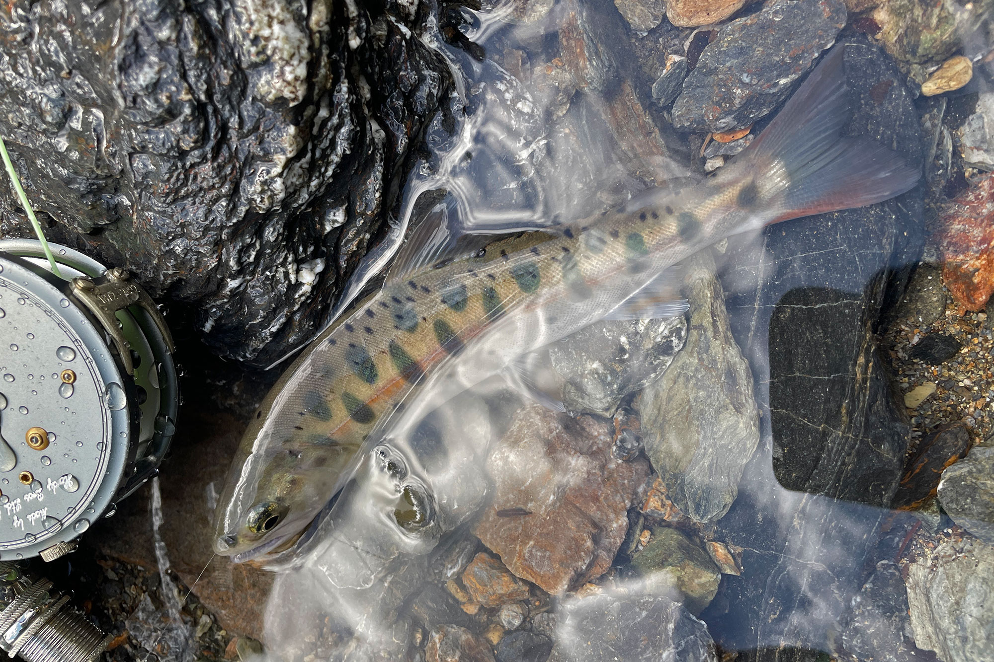 山女魚