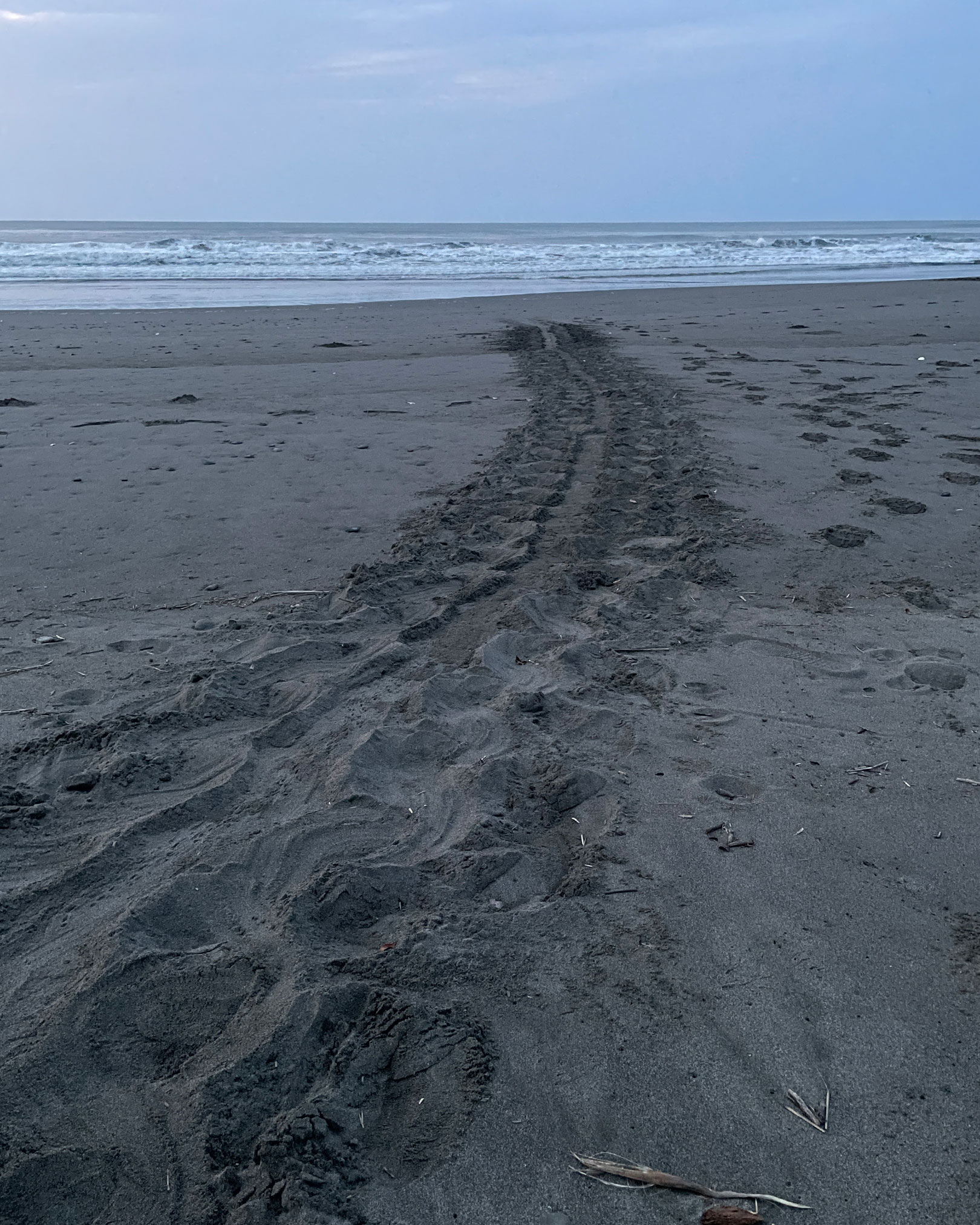 ウミガメが海へと帰った跡