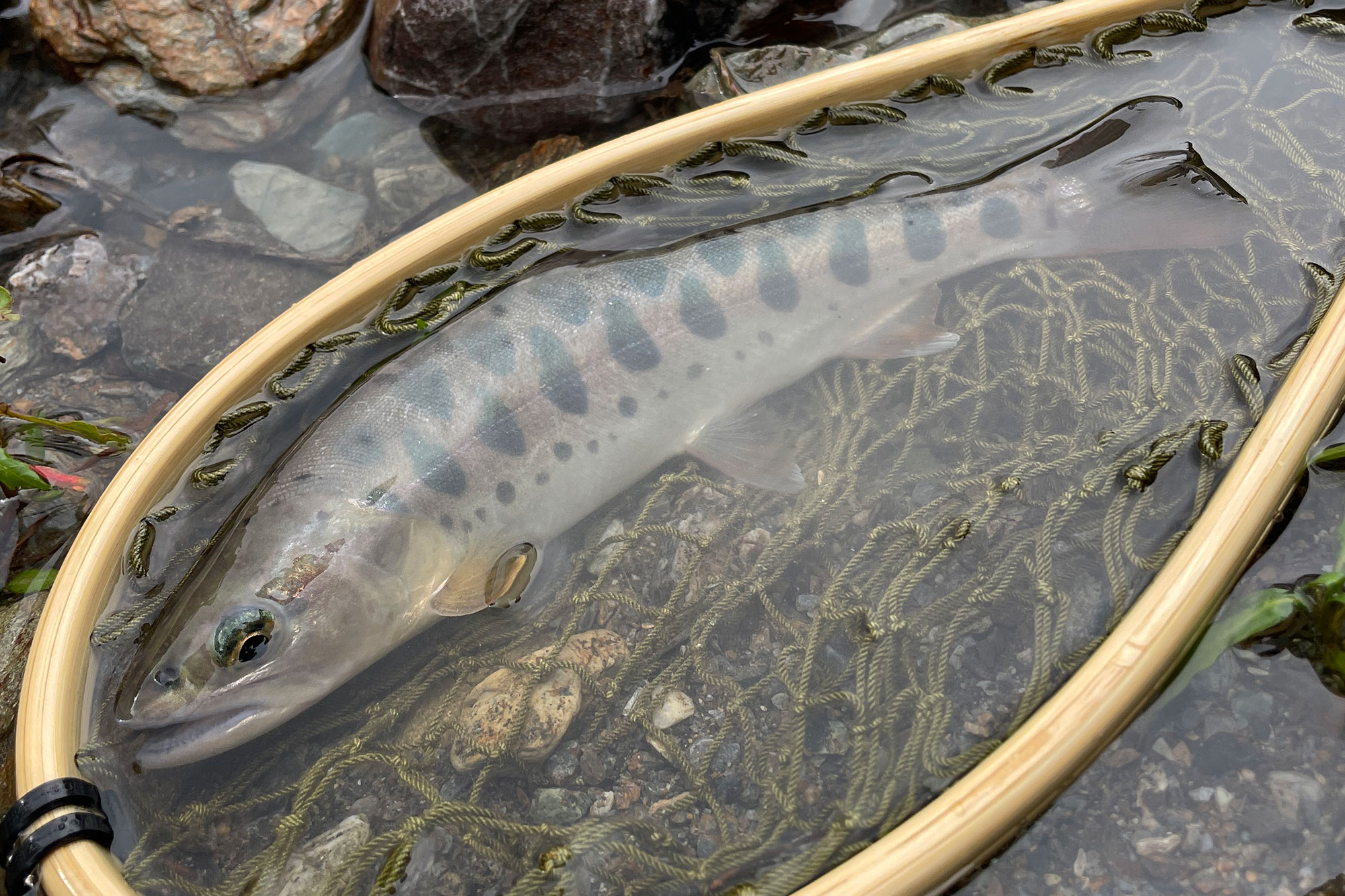 お客様の人生初山女魚