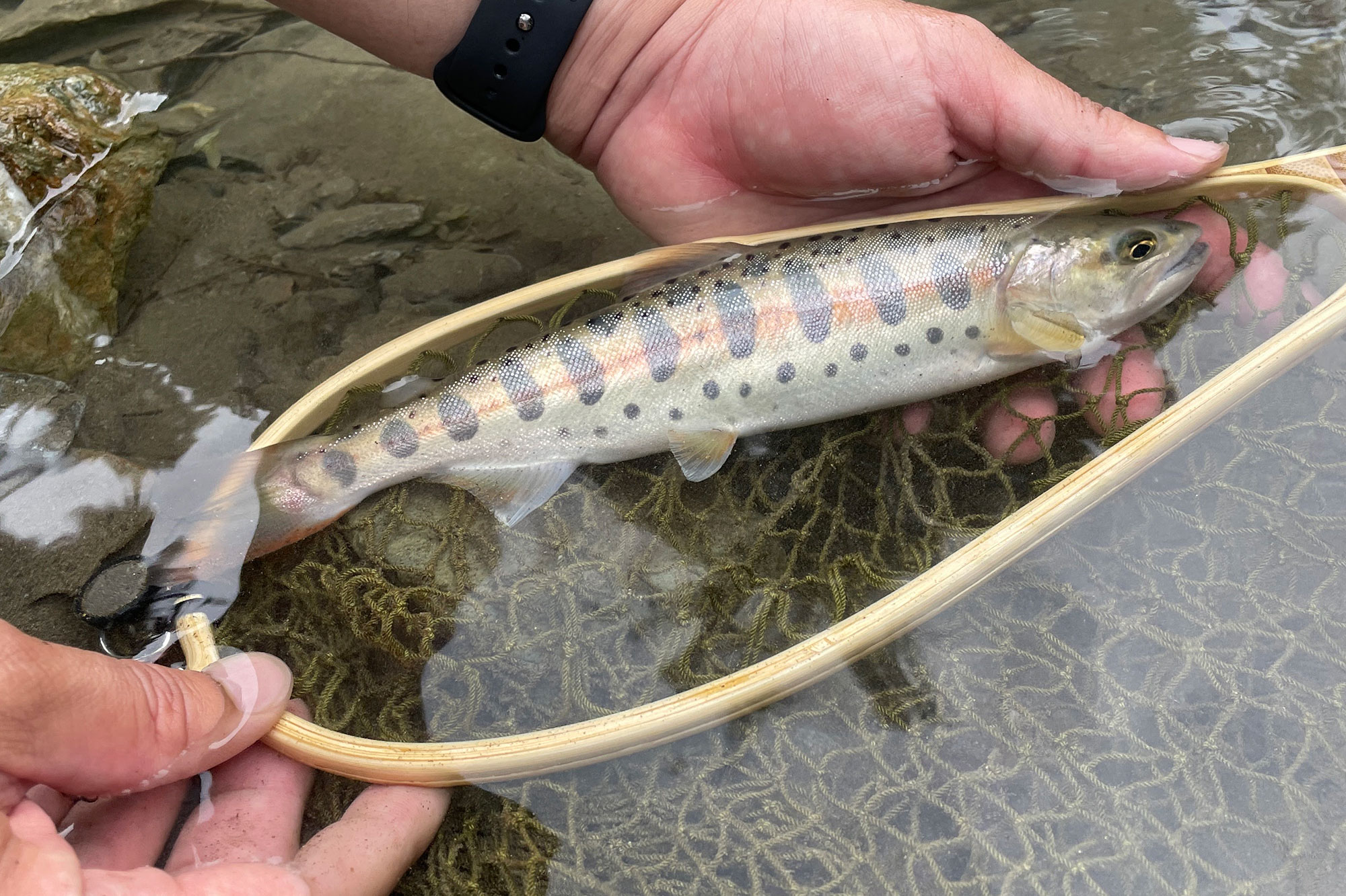 山女魚