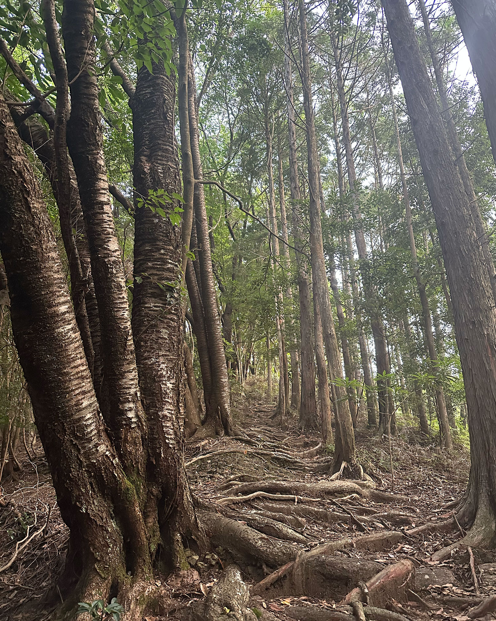 登山道