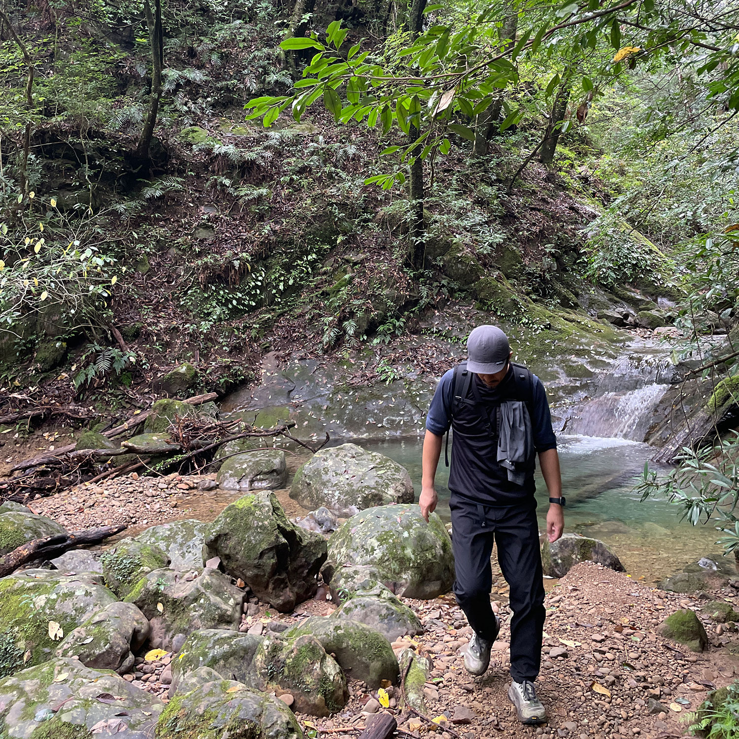 ジャングル感のある登山道にて