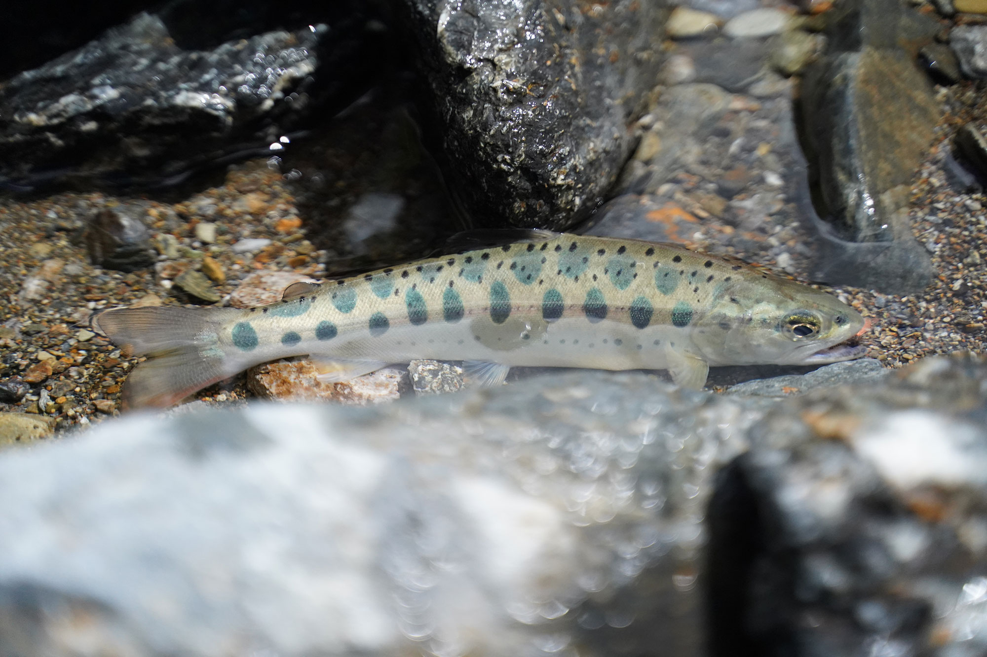 山女魚