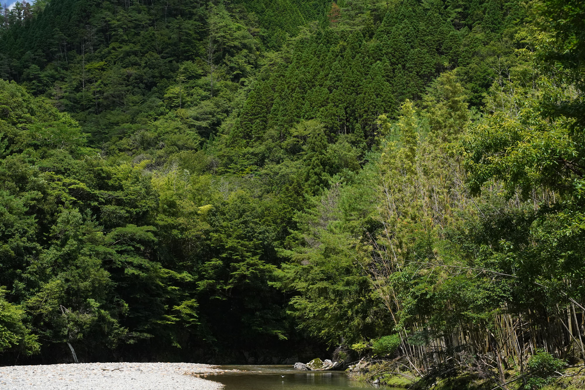 夏色の谷を舞うヤマセミ